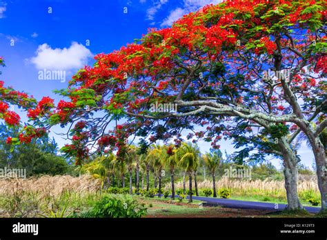 Blue Flamboyant Tree