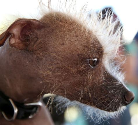 Meet Sweepee Rambo -- the world's ugliest dog - Rediff.com India News