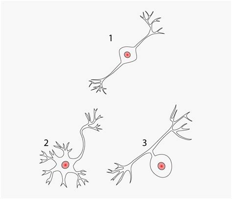 Diagram Unlabeled Neuron