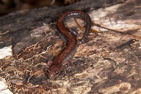 Champlain Islands Nature Eastern Red Backed Salamander