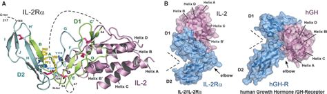 The Structure Of Interleukin 2 Complexed With Its Alpha Receptor Science