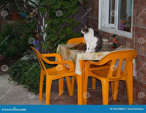 Cat Sitting On A Table Surrounded By Orange Plastic Chairs Stock Photo