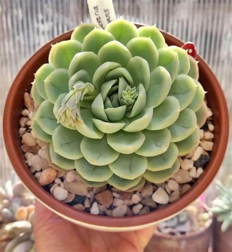 Echeveria Elegans Tips Cuidados Y Reproducci N