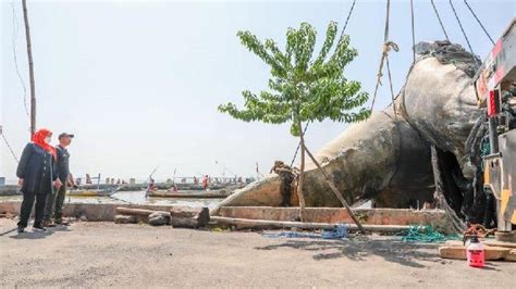 Bangkai Ikan Paus Terdampar Di Surabaya Akan Jadi Koleksi Museum Bakal