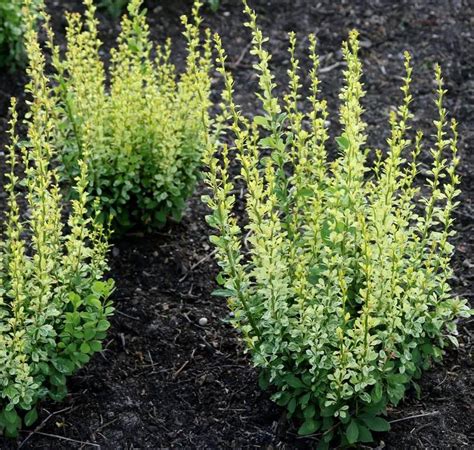 Барбарис Паувау