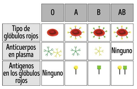 Si Tu Tipo De Sangre Es O Aqu Hay Cosas Que Debes Conocer Genial