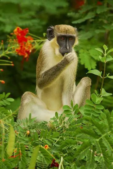 Macaco Verde Caracter Sticas Nome Cient Fico Habitat E Fotos Mundo