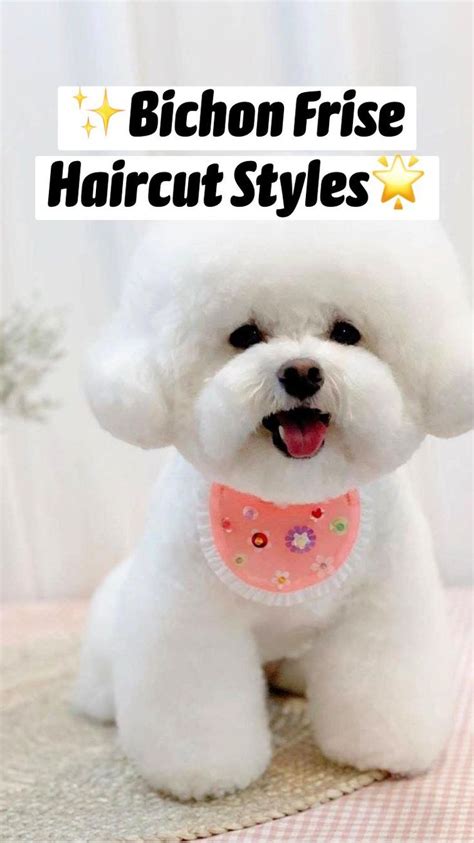 My Favorite Bichon Frise Haircut Styles Bichon Frise Puppy Bichon