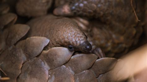 Ally’s Second Life: Pangolin Rescue & Rehabilitation - Pangolin Crisis Fund