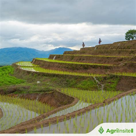 Rice Is Rabi Or Kharif 1