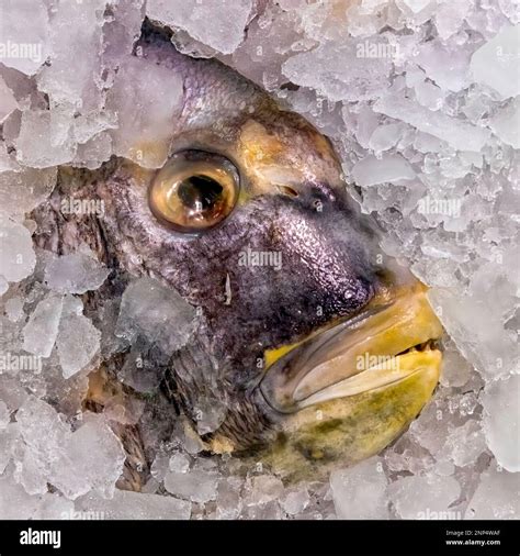 Fish On Ice Stock Photo Alamy