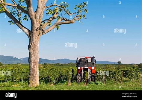 harvest   grape harvester  res stock photography  images alamy