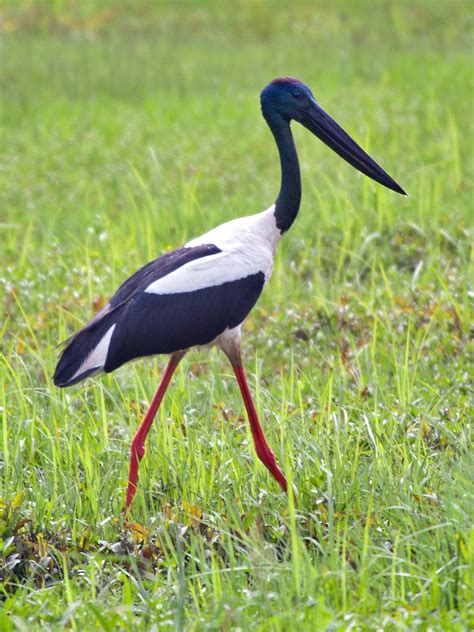 Black Necked Stork Ephippiorhynchus Asiaticus