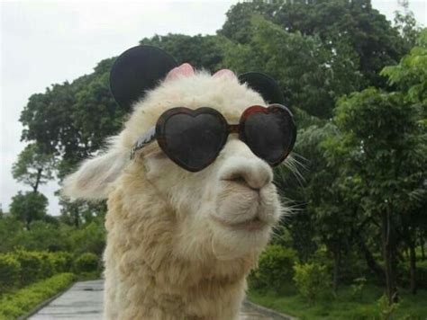 A Close Up Of A Llama Wearing Sunglasses