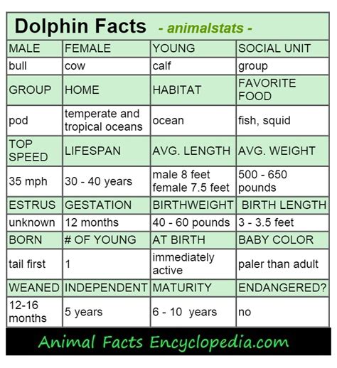 Dolphin Facts - Animal Facts Encyclopedia