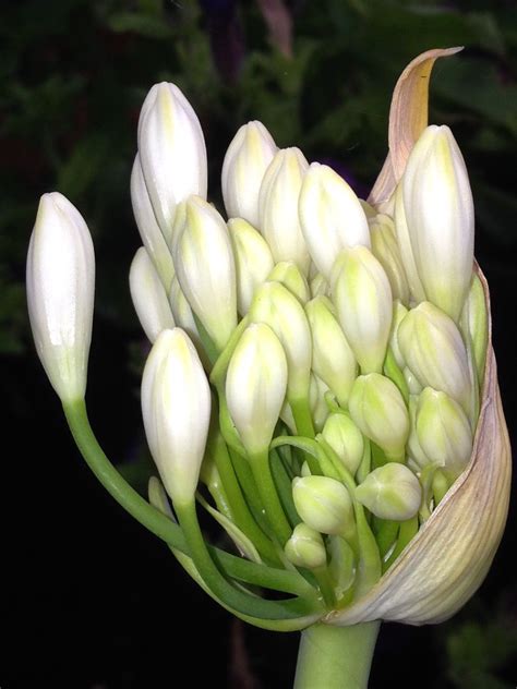 White Agapanthus | Flowers photography