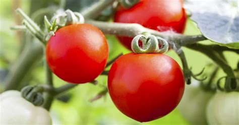 Alte Tomatensorten Gibt Es Auch F Rs Freiland Floragard