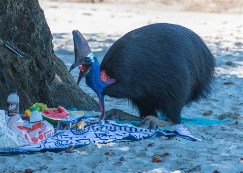 Southern Cassowary 14 Fnq Chromaluxe