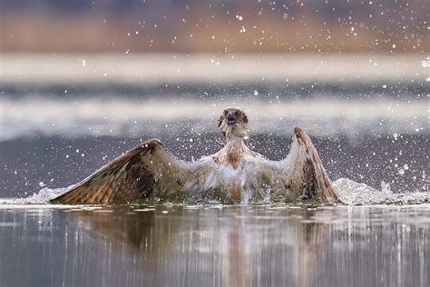 Fotografia Przyrodnicza Dyskutowalnia