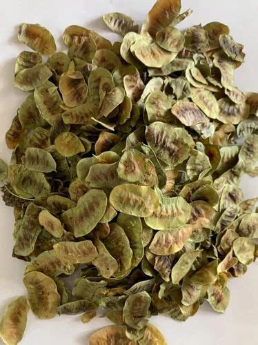 Senna Pods at Rs 200/kg | Senna Pods in Nowgaon | ID: 27261876948