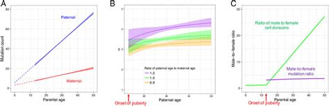 Inferred Sex And Age Dependencies Of Germline Mutations Based On A Download Scientific Diagram