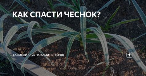 КАК СПАСТИ ЧЕСНОК? | Садовый Клуб Наталии Петренко | Дзен
