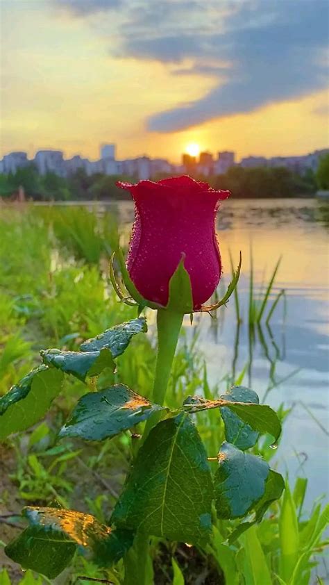 𝑺𝒆𝒅𝒂𝒕 𝑺𝒂𝒗𝒂ş adlı kullanıcının 綺麗な panosundaki Pin Çiçek açan