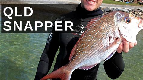 Spearfishing Gold Coast Snapper Youtube