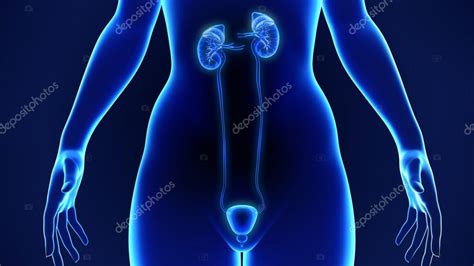 Human Kidneys Anatomy Stock Photo By Sciencepics