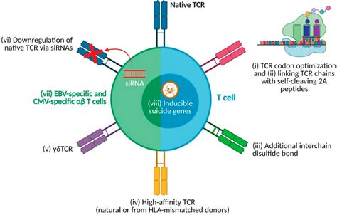 Cancers Free Full Text Trial Watch Adoptive Tcr Engineered T Cell