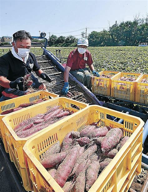 10月13日は「サツマイモの日」、サツマイモの知識・特産地。 ちとちのなとちのブログ