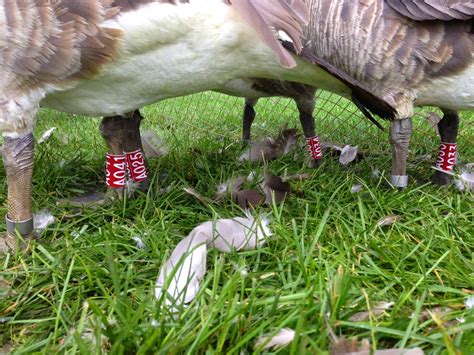 Bird Banding in Saskatchewan: Chasing Red Banded Geese!