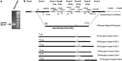 Reverse Transcription Polymerase Chain Reaction Analysis Of The Fp