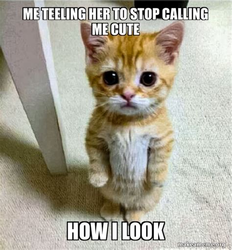 teeling   stop calling  cute    cute cat standing
