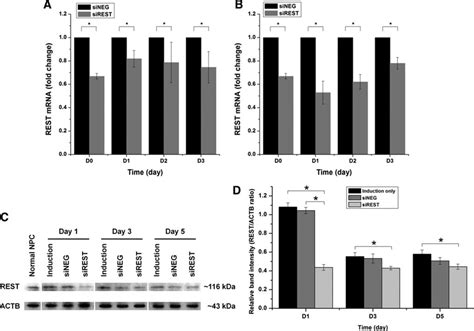 Rest Knockdown Efficiency In Neuronal Induction Medium A Real Time