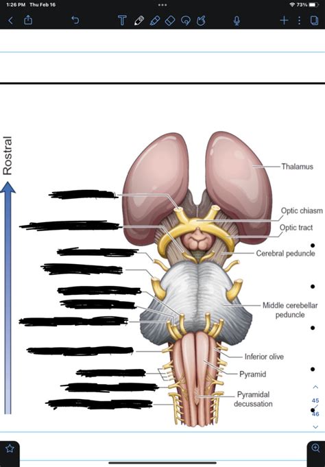 Pns And Cns Diagram Diagram Quizlet