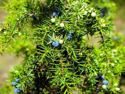 130 Plantas Medicinales Y Sus Usos Para La Salud