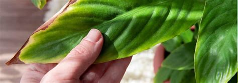 Pourquoi la pointe des feuilles de mes plantes d intérieur brunit elle