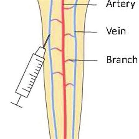 Representation of a mouse tail viewed from above. A 90° rotation of the... | Download Scientific ...