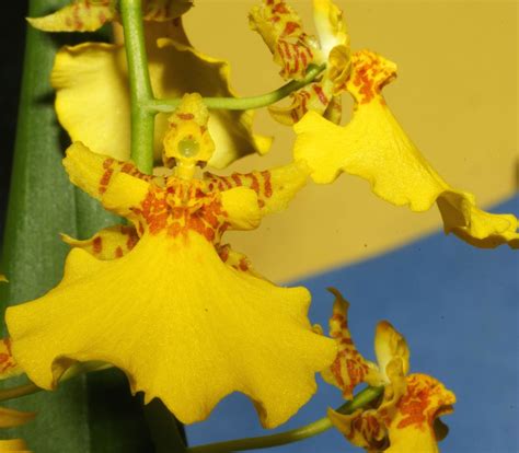 Oncidium Dancing Lady Orchid Dancing Ladies Orchids 1000 Oncidium