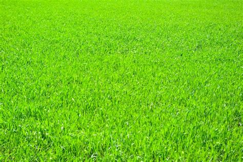 Página 44 | Imágenes de Fondo De Pasto - Descarga gratuita en Freepik