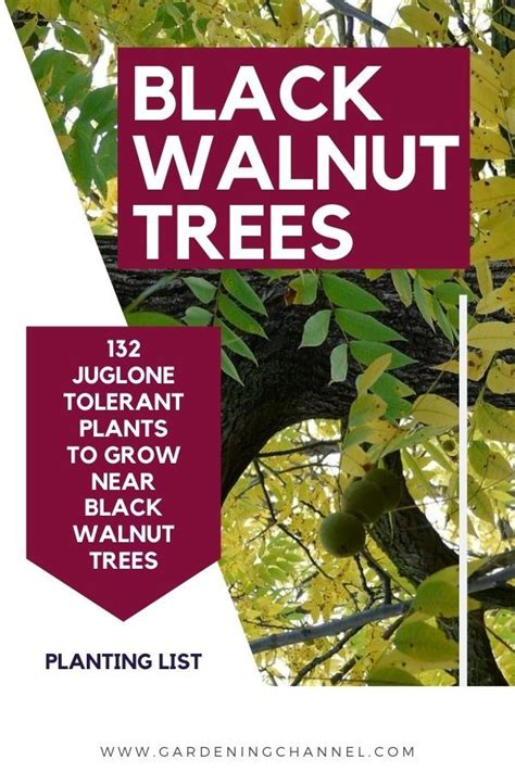 Plants That Will Grow Near Black Walnut Trees In Zone Artofit