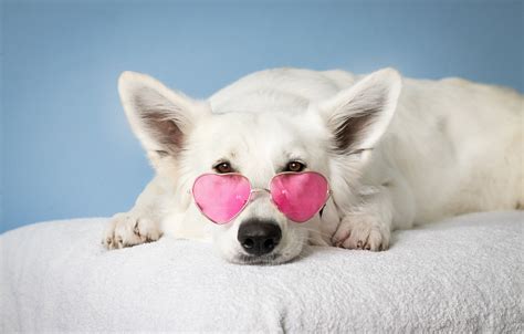 🔥 Download Wallpaper White Dog Glasses Lies Pink Rose By Ahansen49