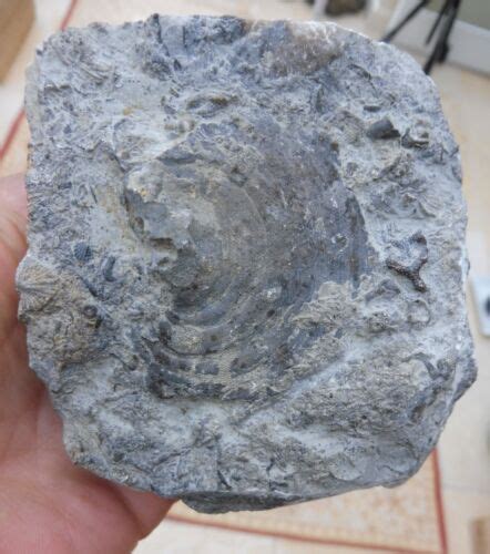 Fossil Seafloor Coral Etc Wren S Nest Wenlock Limestone Uk Silurian Ebay