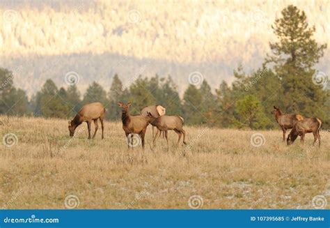 Herd of female Elk cows stock image. Image of animal - 107395685