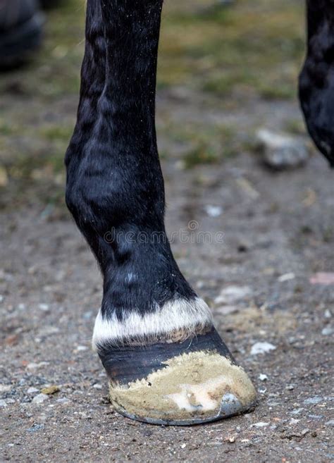 Hoof of a horse stock image. Image of competition, arena - 115504009