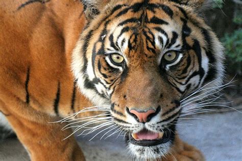 Pictures of Tigr
