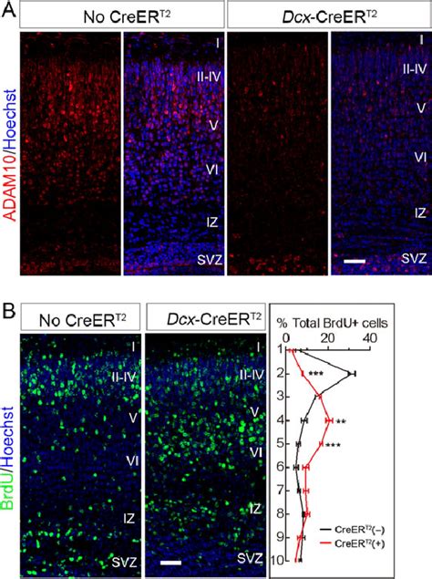 Tamoxifen Induced Knockout Of Adam10 In Cortical Neurons Leads To Their