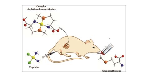 Reduction Of Cisplatin Induced Nephrotoxicity In Vivo By