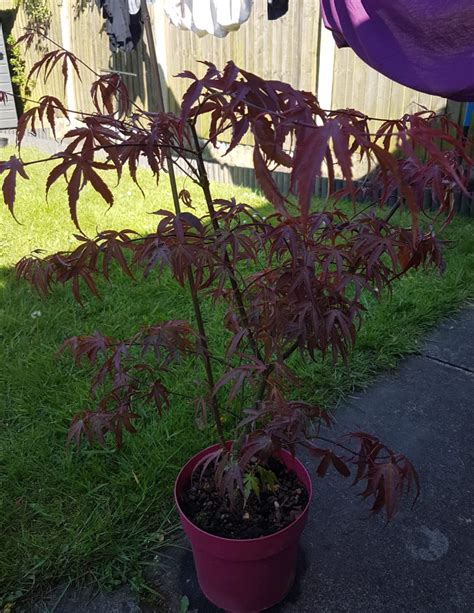 Acer Palmatum Shirazz Japanese Maple Tree 3l Pot 25 30cm Gearcourt